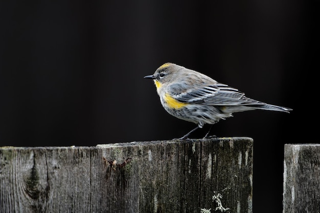 Colpo del primo piano di un warbler giallo-rumped su una staccionata di legno