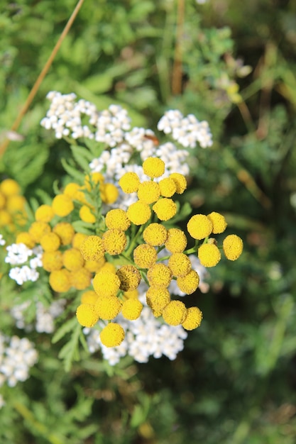 Closeup shot yellow tansy flowers with white and green