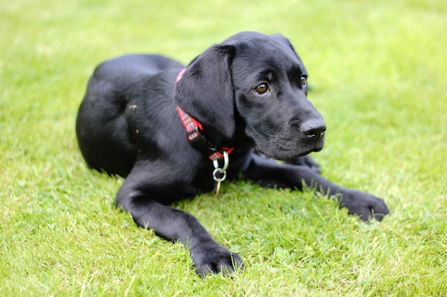 Closeup shot of a young black labrador retriever laying on the ground