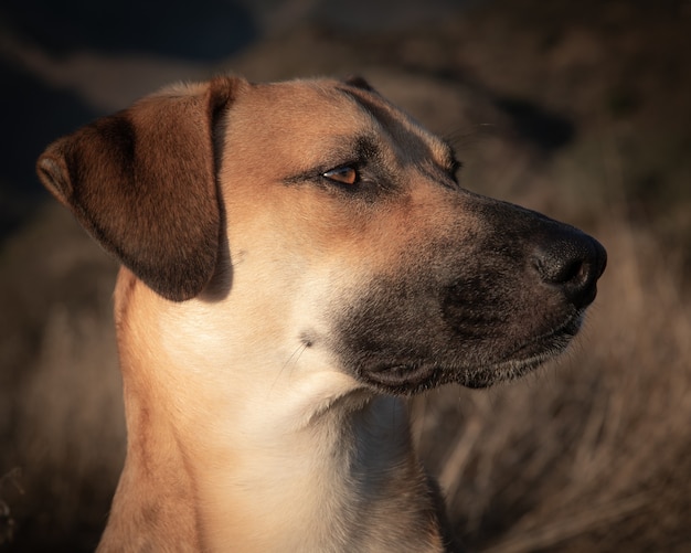 Closeup shot of young dog