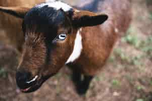 Free photo closeup shot of a young goat in california ranch