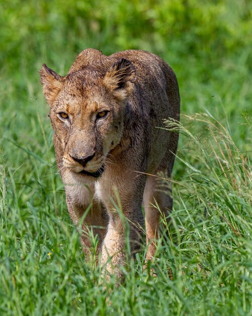Closeup shot of a young lion walking on a grass field at daytime