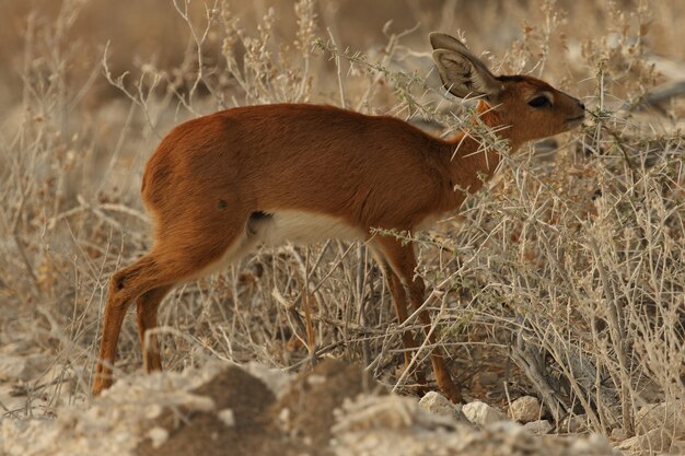 Closeup shot of a young oribi