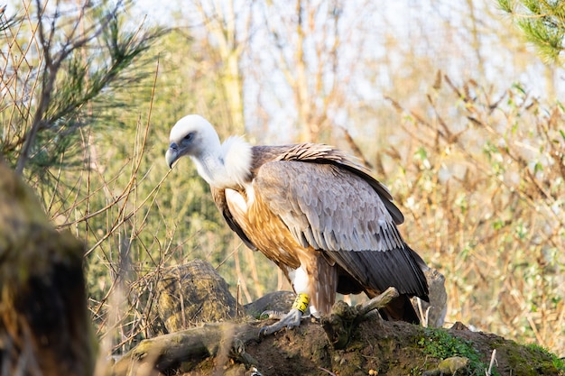 Foto gratuita colpo del primo piano di un giovane avvoltoio appollaiato su un vecchio ceppo con un'etichetta gialla sul piede