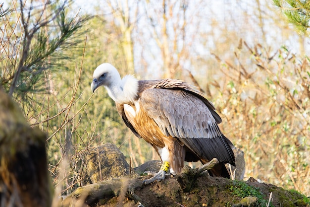 Closeup shot of a young vulture perched on an old log  with a yellow tag on its foot