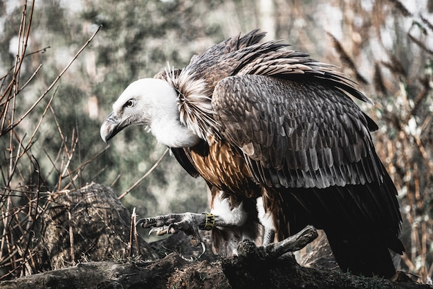 Closeup shot of a young vulture perched on a tree  with a yellow tag on its foot