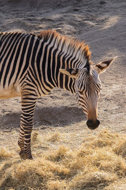 Снимок крупным планом зебры, поедающей сено, с красивыми полосками