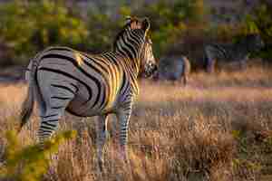 Foto gratuita colpo del primo piano di una zebra in una giungla