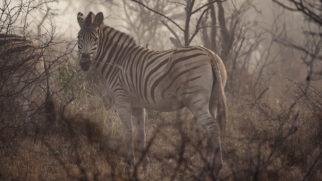 Closeup shot of zebra in South Africa