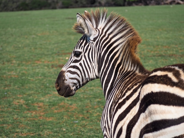 Foto gratuita primo piano di una zebra allo stato brado