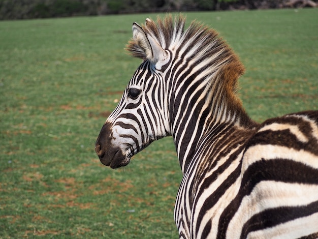 Closeup shot of a zebra in the wild