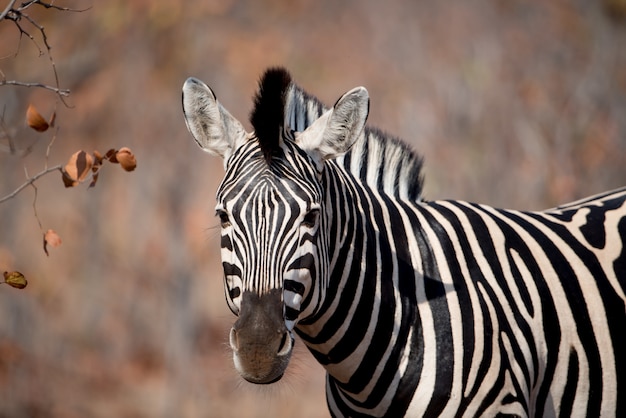 Closeup shot of a zebra with a blurred