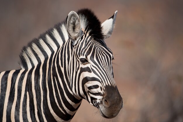 Closeup shot of a zebra