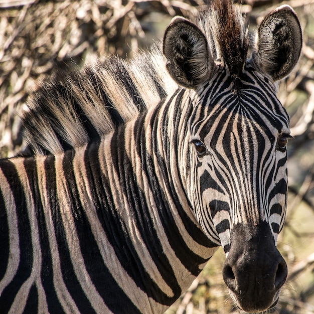 Free photo closeup shot of a zebra