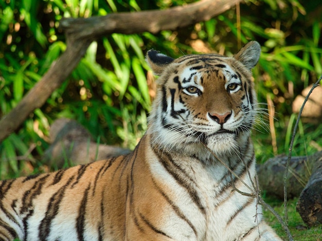 Closeup of a Siberian Tiger laying on the ground surrounded by greenery under sunlight