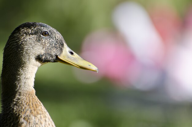 Closeup side profile of a duck against a blurry background