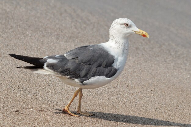 큰 검은 등 갈매기 (Larus marinus)의 근접 촬영 측면 보기