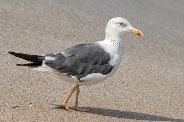 Closeup side view of a great black-backed gull (Larus marinus)