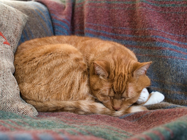 ライトの下でソファの上の毛布に眠っている赤い猫のクローズアップ