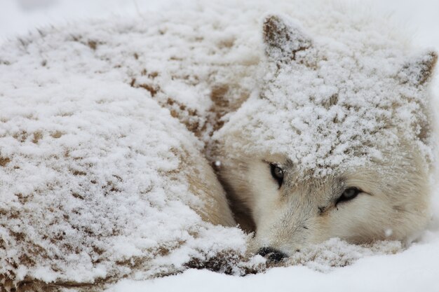 일본 홋카이도의 눈에 덮여 졸린 알래스카 툰드라 늑대의 근접 촬영