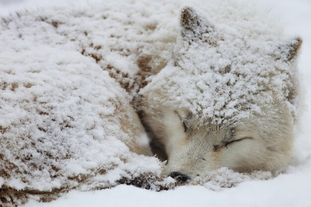 日本の北海道で雪に覆われた眠そうなアラスカのツンドラオオカミのクローズアップ