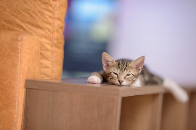 Closeup of a sleepy domestic kitten on a wooden shelf