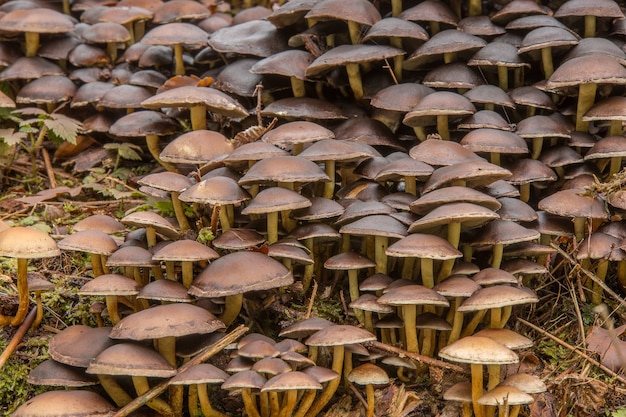 Closeup of small mushrooms on the ground in a forest