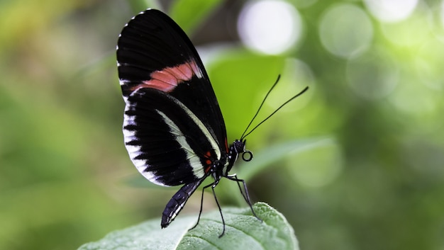 Closeup of a small postman on a leaf under the sunlight with a blurred background