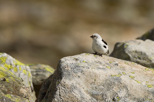 Closeup of a small snow bunting on rocks in the Dovrefjell–Sunndalsfjella National Park, Norway