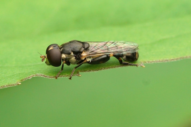 Closeup of the small Thick legged Hoverfly, Syritta pipiens sitting on a green leaf