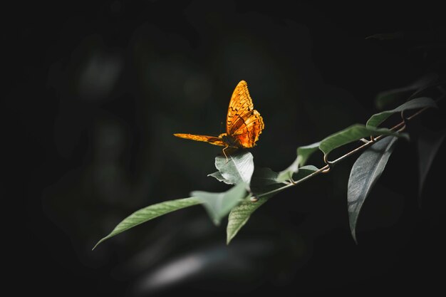 Closeup of a small tortoiseshel on a leaf