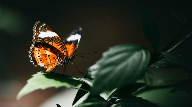 Closeup of a small tortoiseshell on a leaf