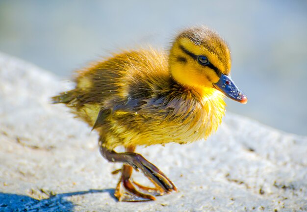 Closeup of a small yellow duck on the ground under the sunlight