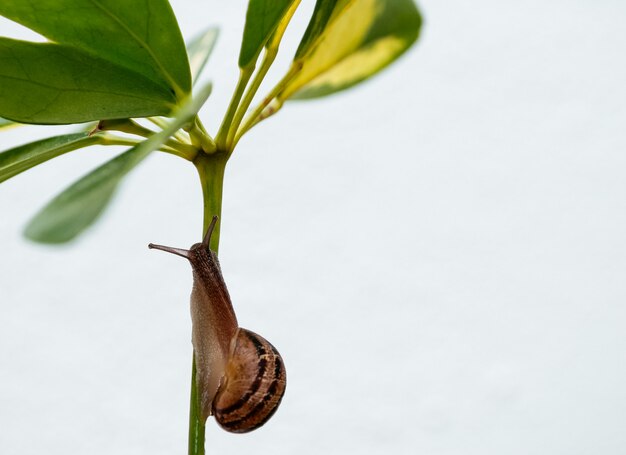 Closeup of a snail on a plant under the sunlight