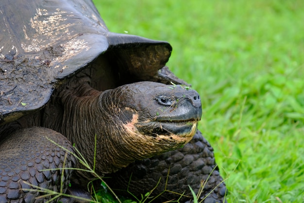 Closeup of a snapping turtle on a grassy field with blurred background