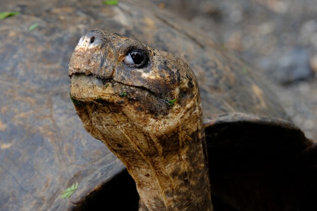 Closeup of a snapping turtle head looking at the camera with blurred background