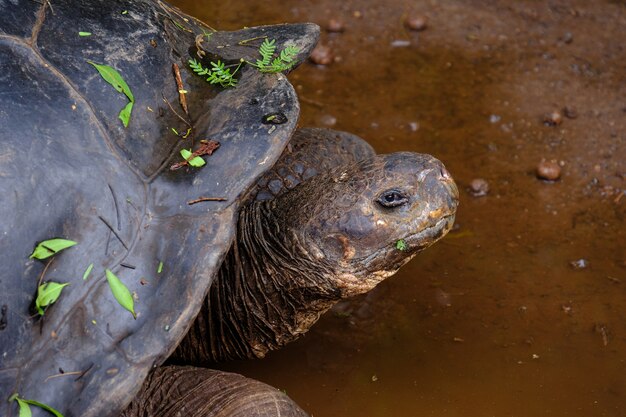 Closeup of a snapping turtle looking towards the camera in the water