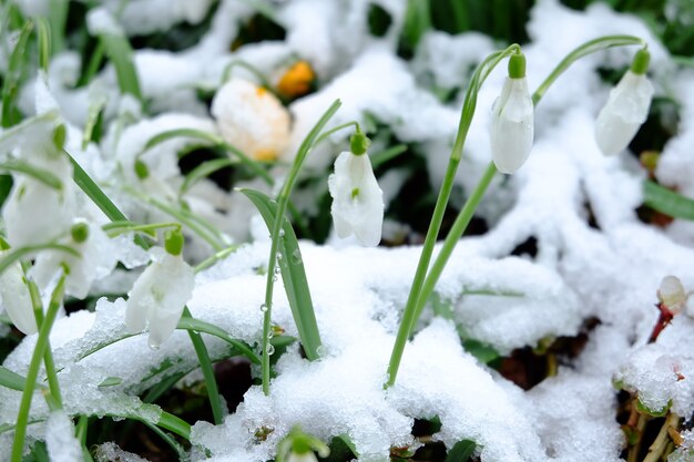 Closeup of snowdrops covered in the snow under the sunlight