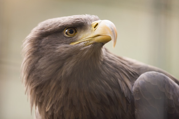 Closeup sot of a golden eagle with a blurred