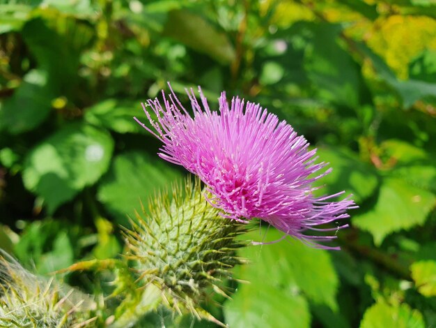 Closeup of the spear thistle flower