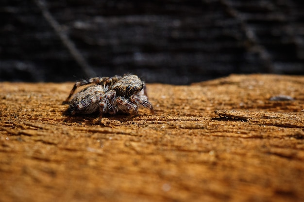 Closeup of a spider crawling on a brown surface