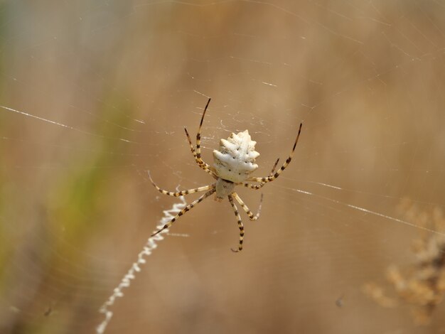 Closeup of a spider on a plant