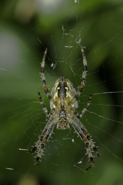 Крупным планом паук в сети под солнечным светом с зеленью
