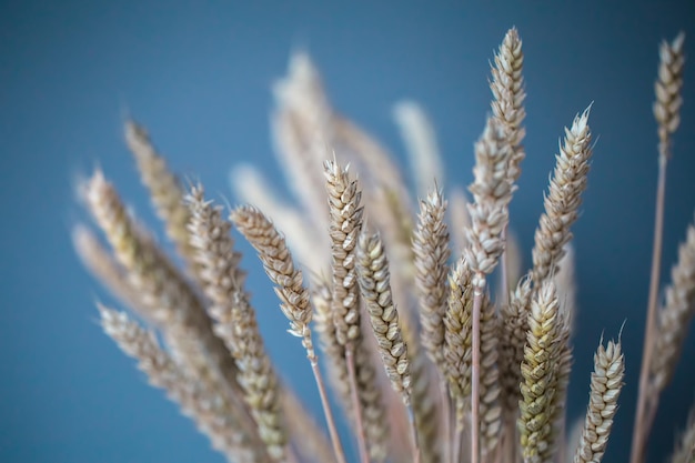 Closeup of spikelets of wheat on a blue background