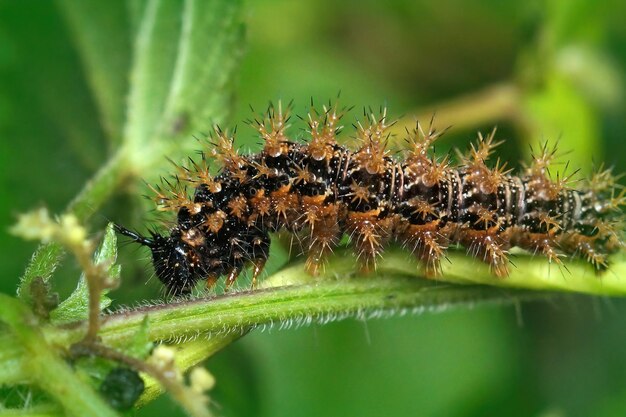 Closeup on the spiky caterpillar of the map butterfly, Araschnia levana , in the vegetation