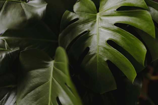 Closeup of split leaf philodendron