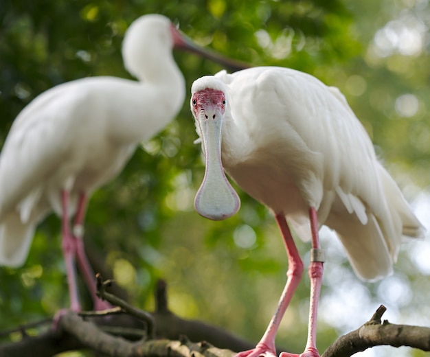 Closeup of Spoonbill cranes standing on a tree branch with greenery