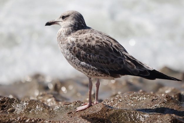 Closeup of a spotted seagull perched on a rocky surface near the sea