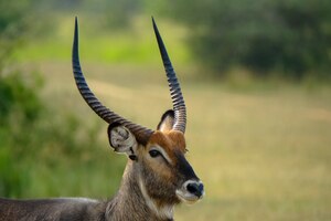 Closeup of a springbok deer with blurred natural