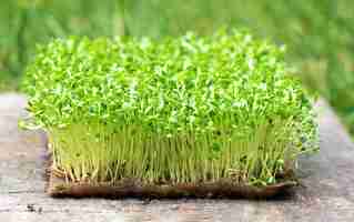 Foto gratuita il primo piano della rucola germogliata si sviluppa sulla stuoia di tela bagnata.